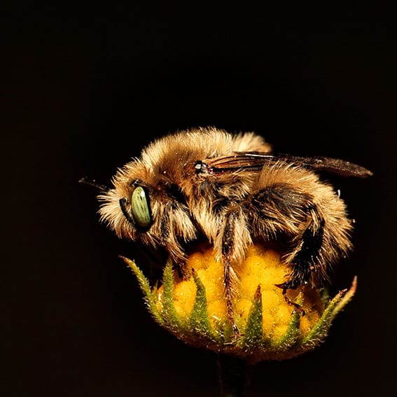 Neofidelia · abeja nativa de Chile