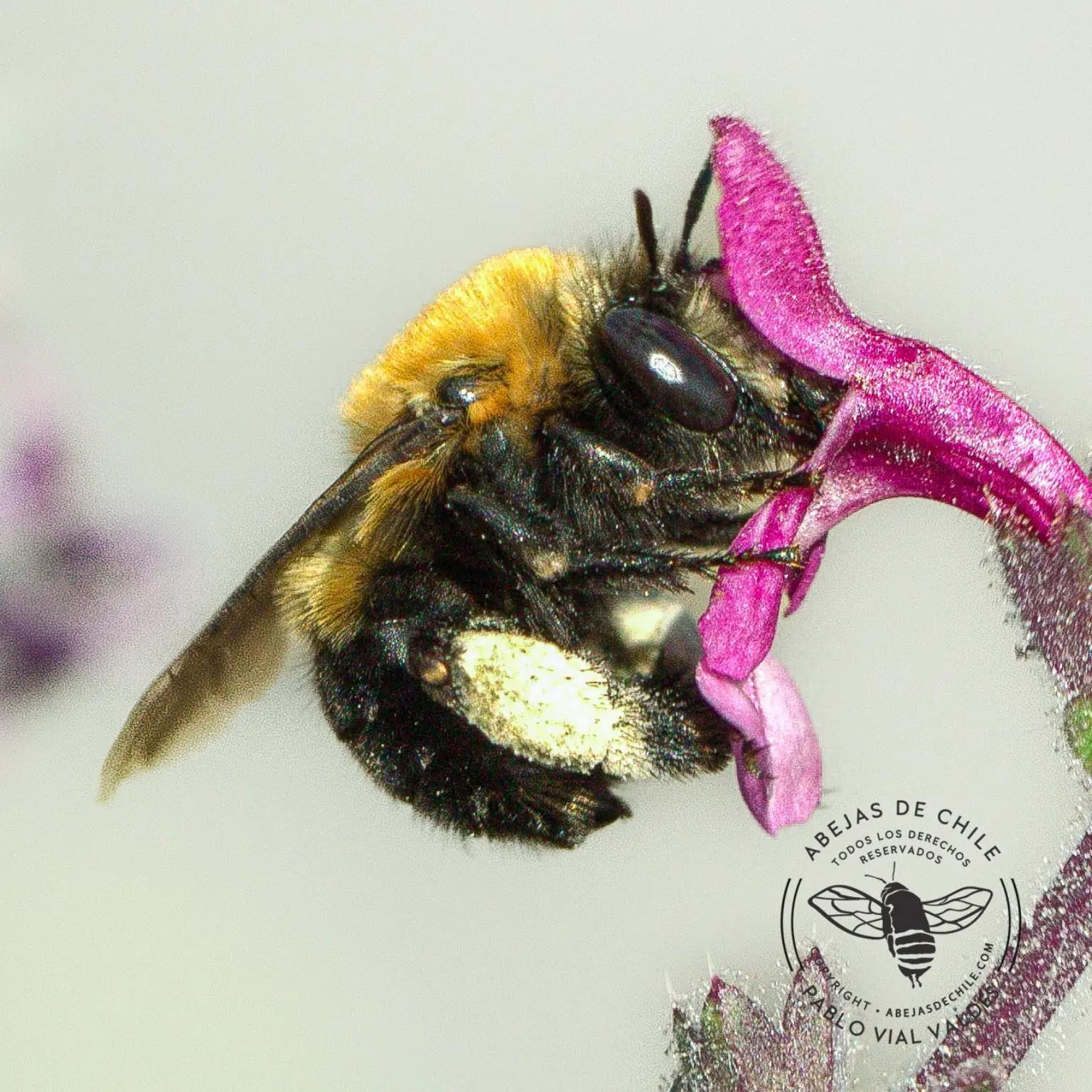 Anthophora incerta