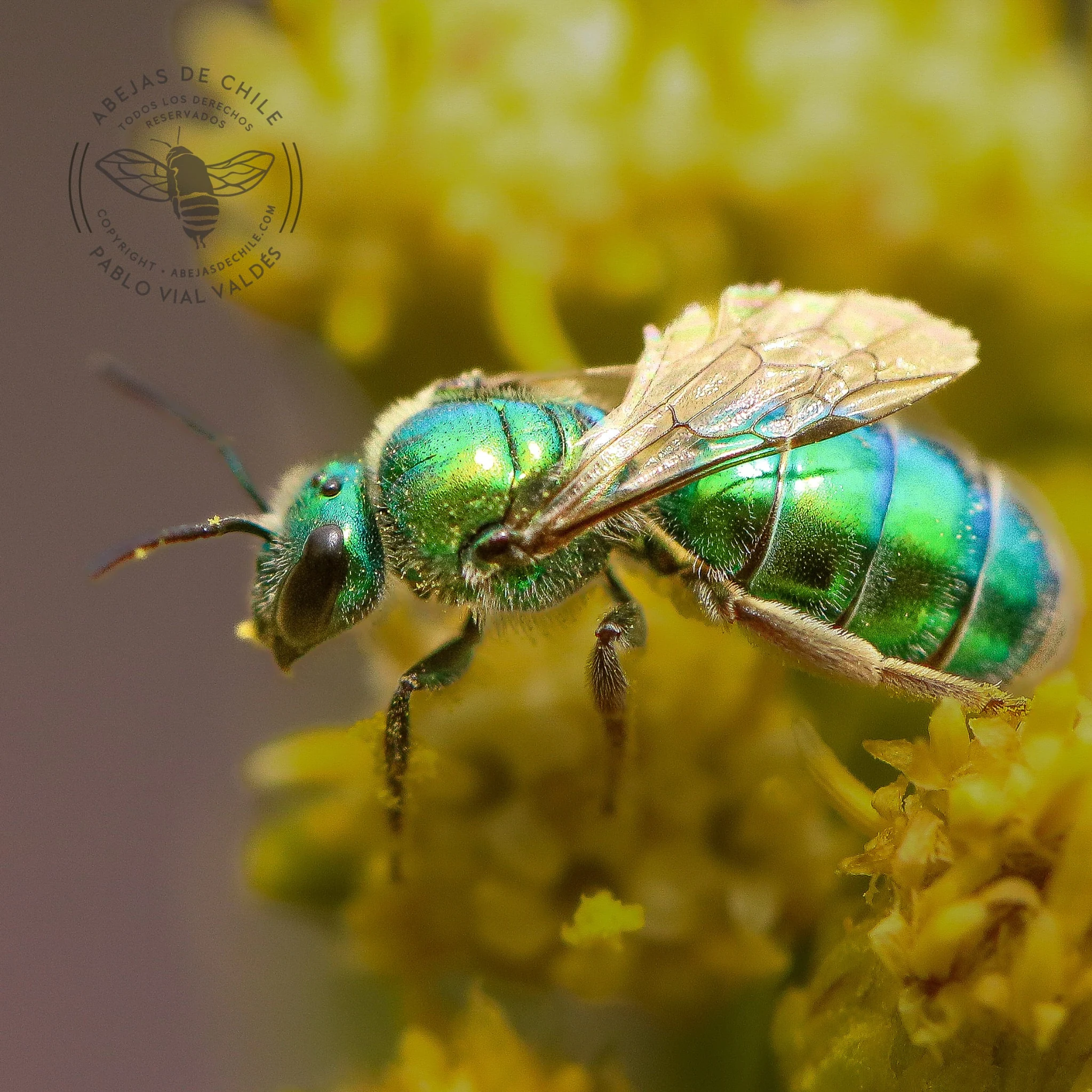 Callistochlora chloris