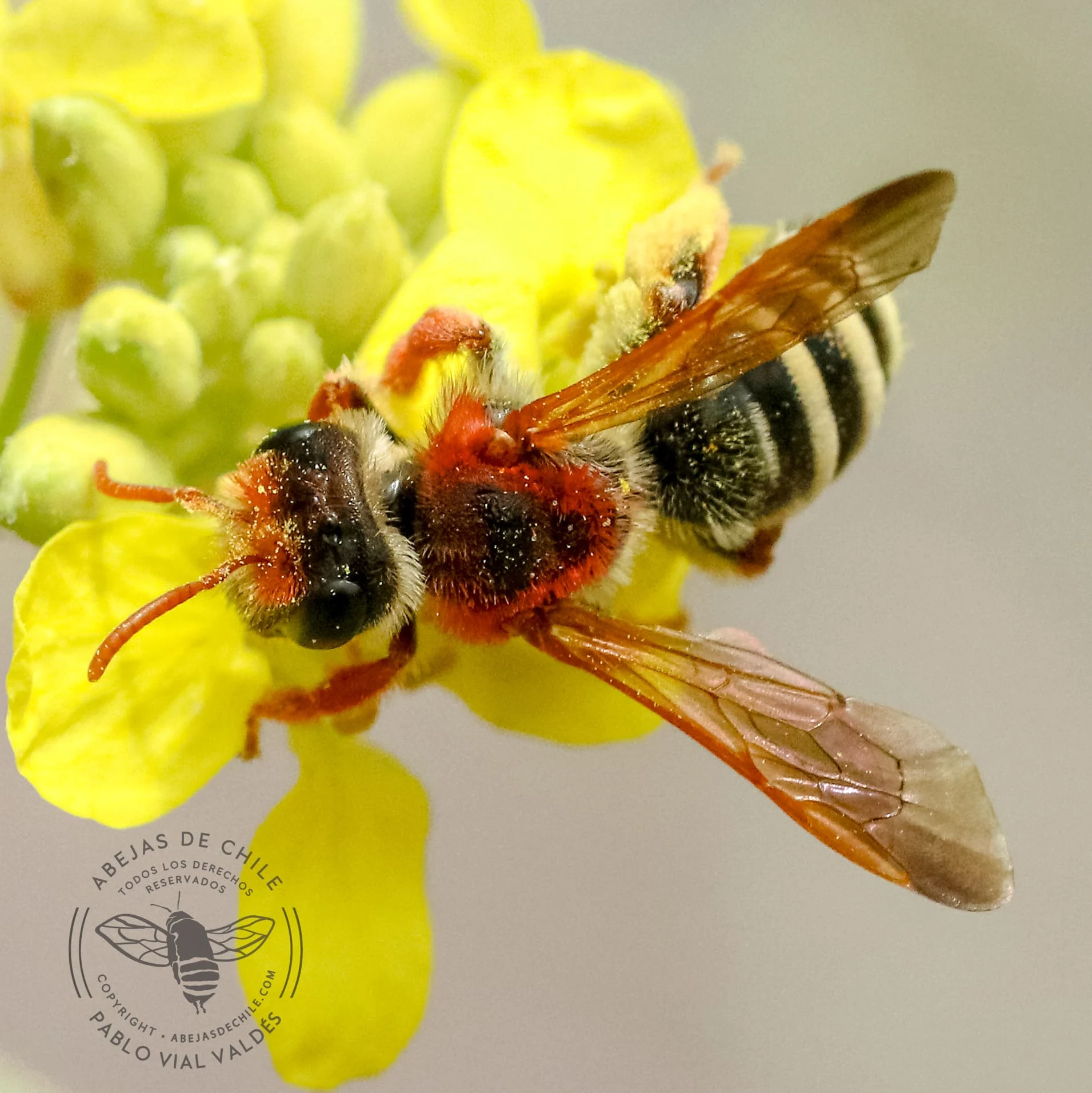Edwyniana flavicornis