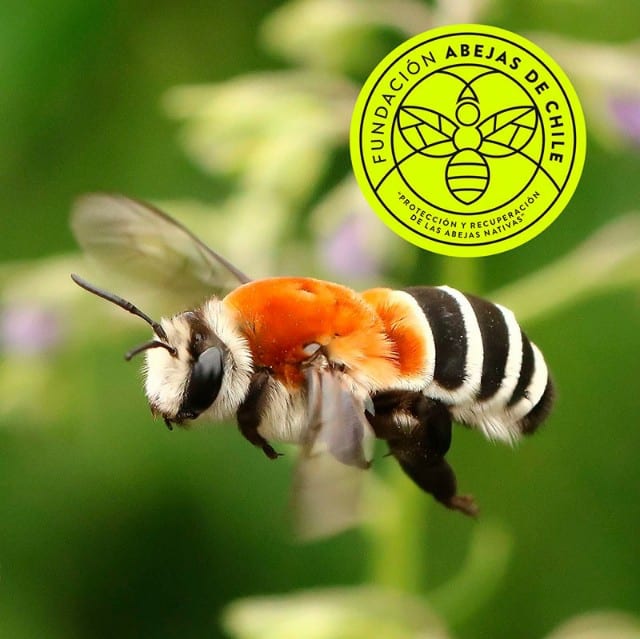 Caupolicana fulvicollis