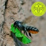Abeja chilena del grupo de cortadoras de hoja e información