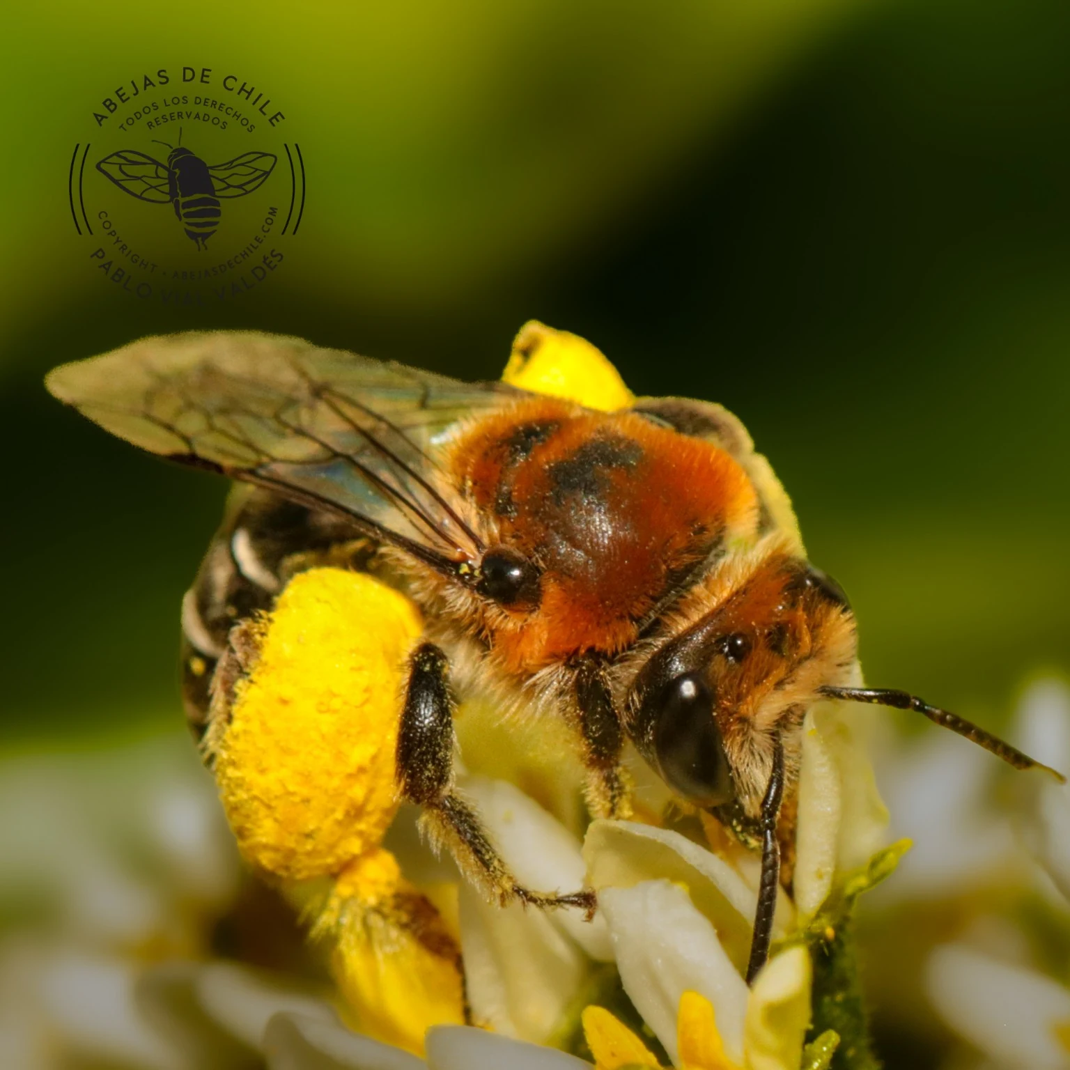 Lonchopria zonalis