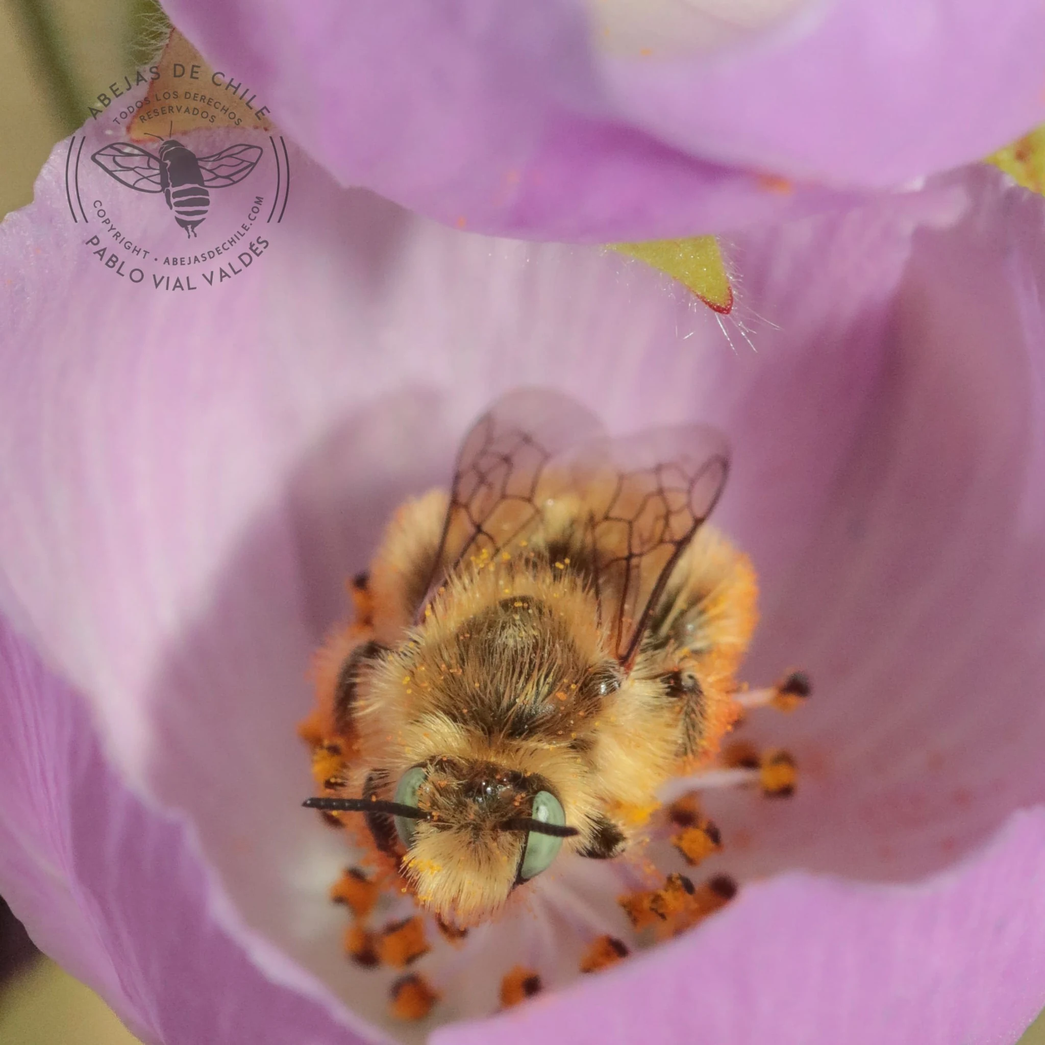 Neofidelia profuga