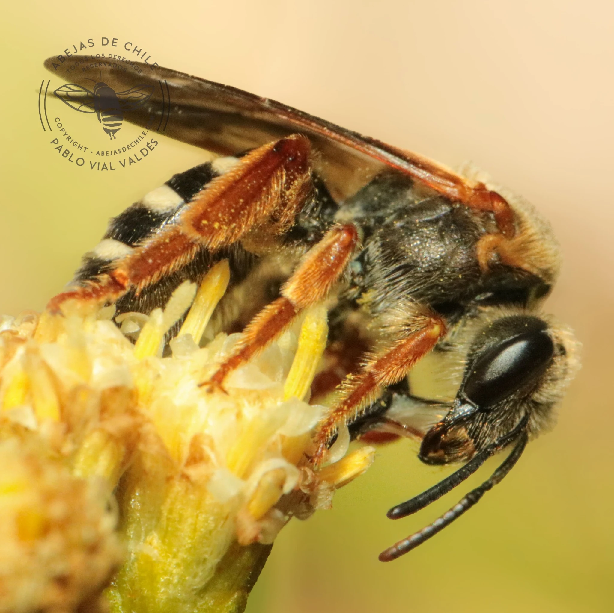 Ruizanthedella proxima