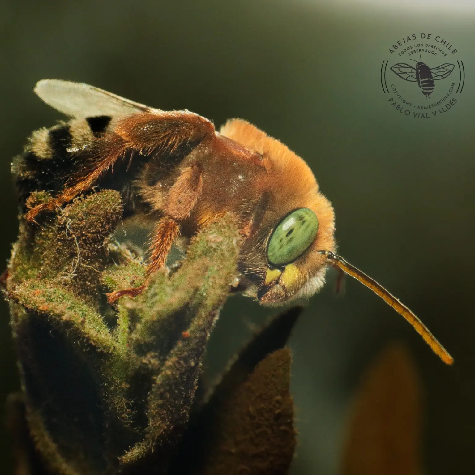 Svastra flavitarsis