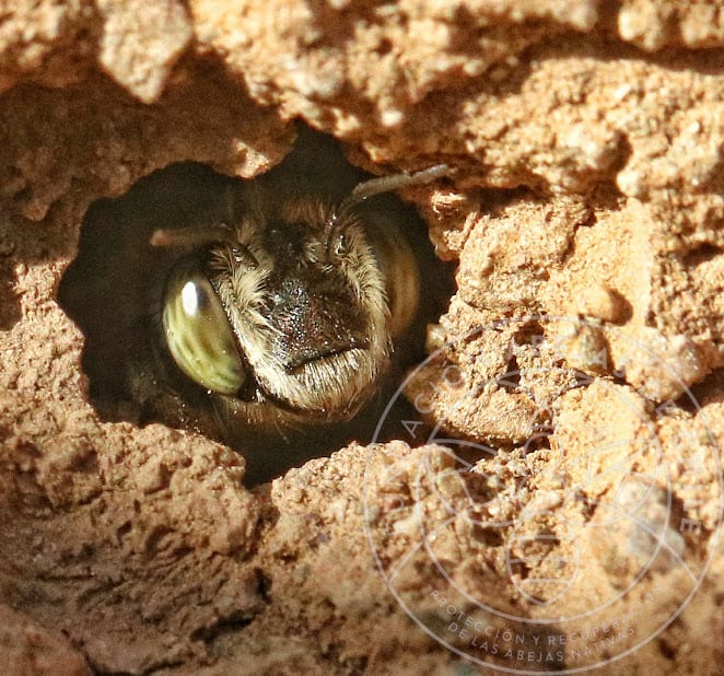 Anthophora paranensis, abeja nativa