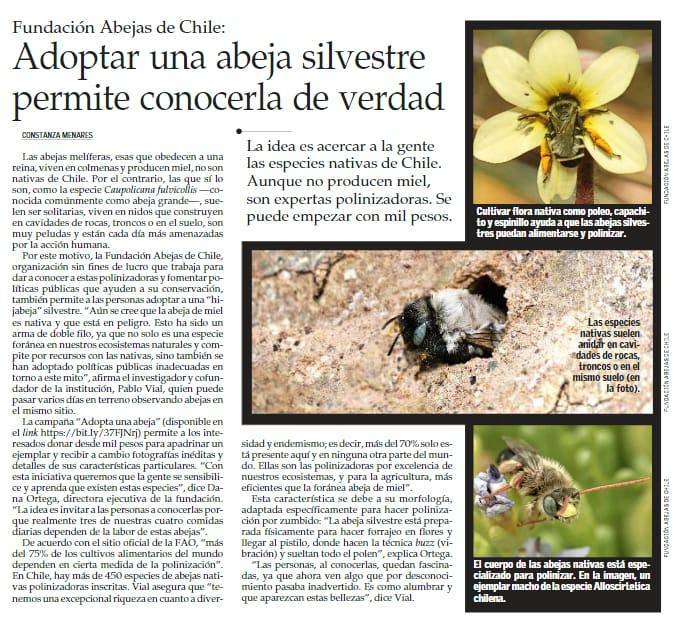 Prensa, reportaje, Fundación Abejas de Chile, abejas nativas