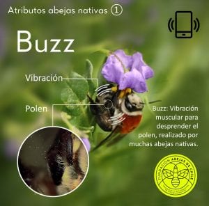 pablo-vial-Valdés-Fundación-Abejas-de-Chile-nativa-buzz-abejasdechile.com-foundation-wild-bees