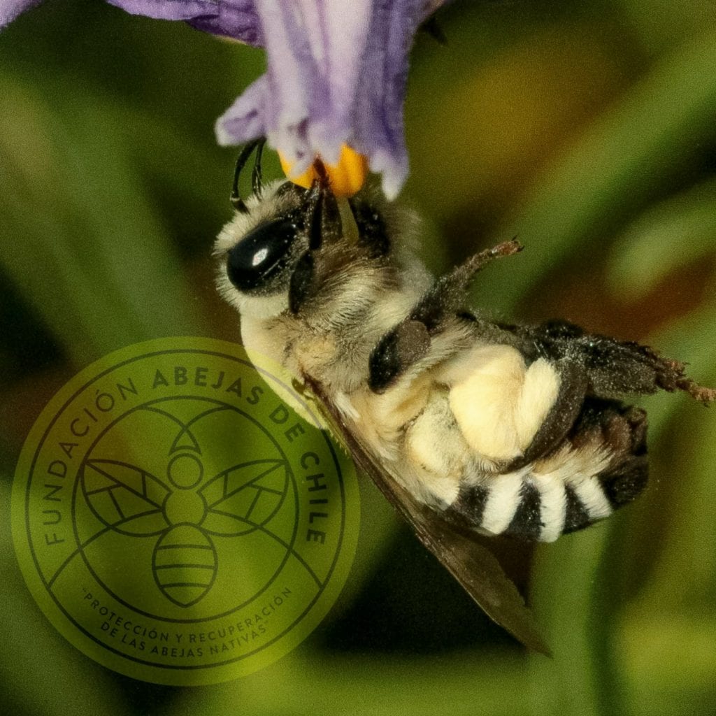 Insecto - Polinizador