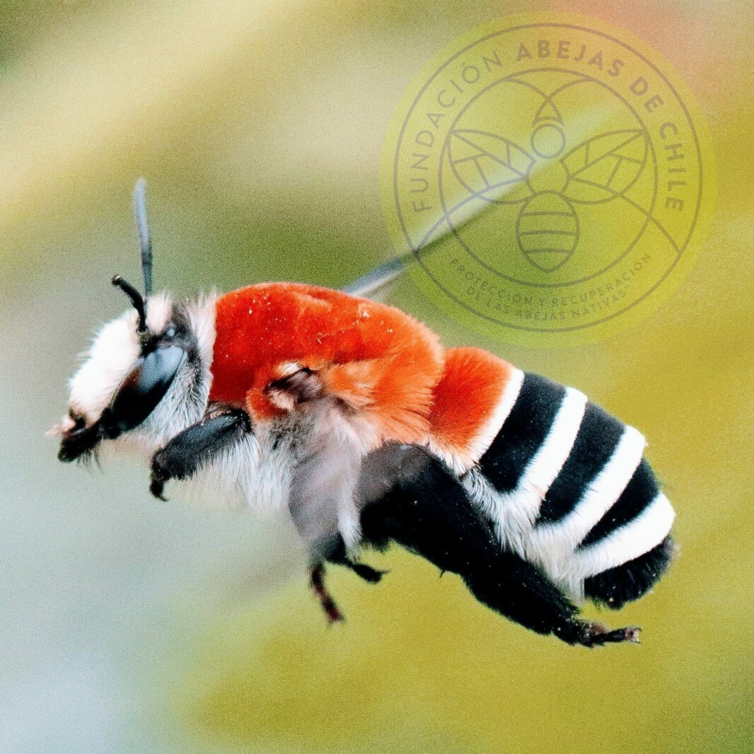 Caupolicana fulvicollis · abeja nativa de Chile
