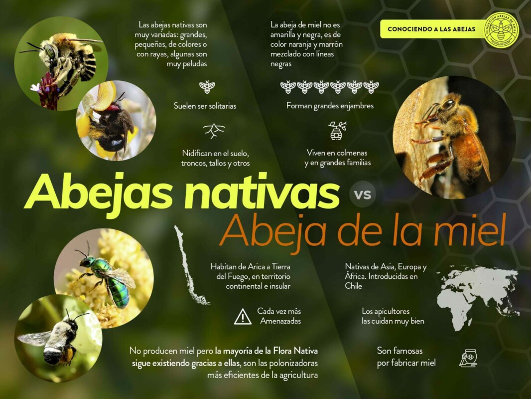 Infografía comparativa entre abeja melífera y abejas nativas, mostrando diferencias ecológicas, biológicas y de comportamiento