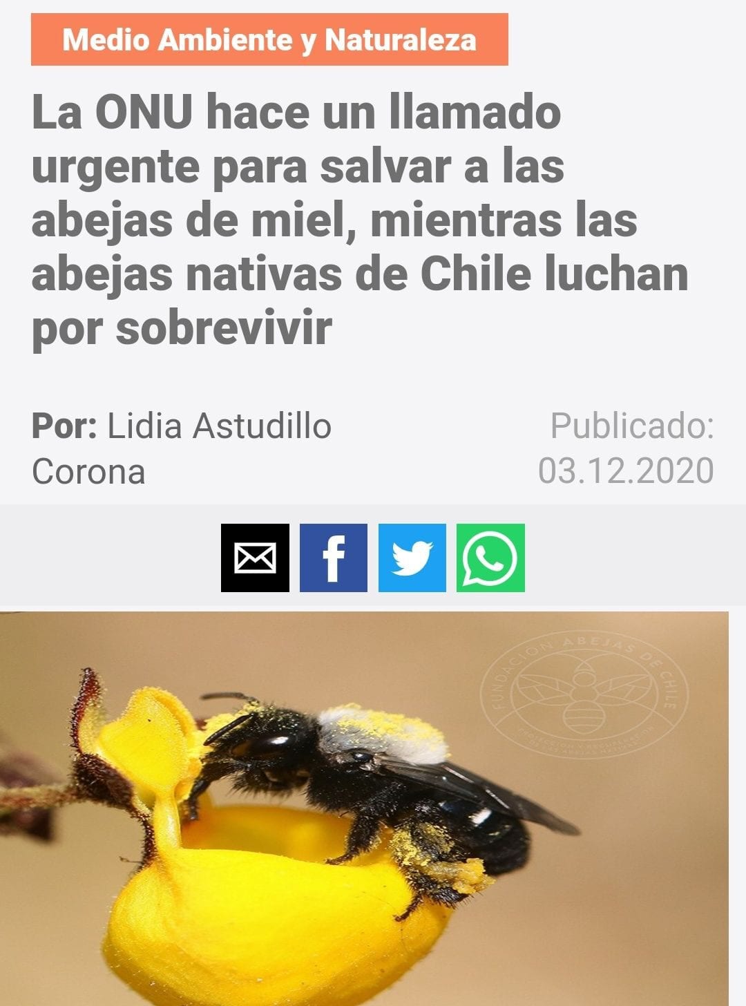 Prensa, recorte, Fundación Abejas de Chile