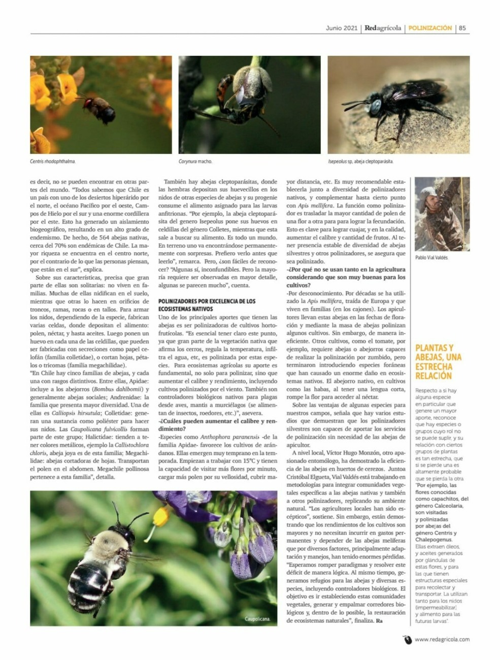 Prensa, experto investigador, Pablo Vial, Fundación Abejas de Chile