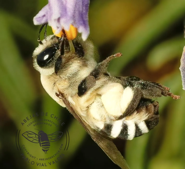 Caupolicana gayi