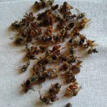 Fundacion-silvestre-abejas-de-chile-wild-bee-native-chilenas-save-ong-foundation-colmena-nest-especialista-desert-atacama-native-ong-silvestre-nativa-bees-world-pablo-vial-valdes-native-donate-abejita-abejorro-chilen-ochilena-flor-planta-polinizador-poliniza-muertas-dead-