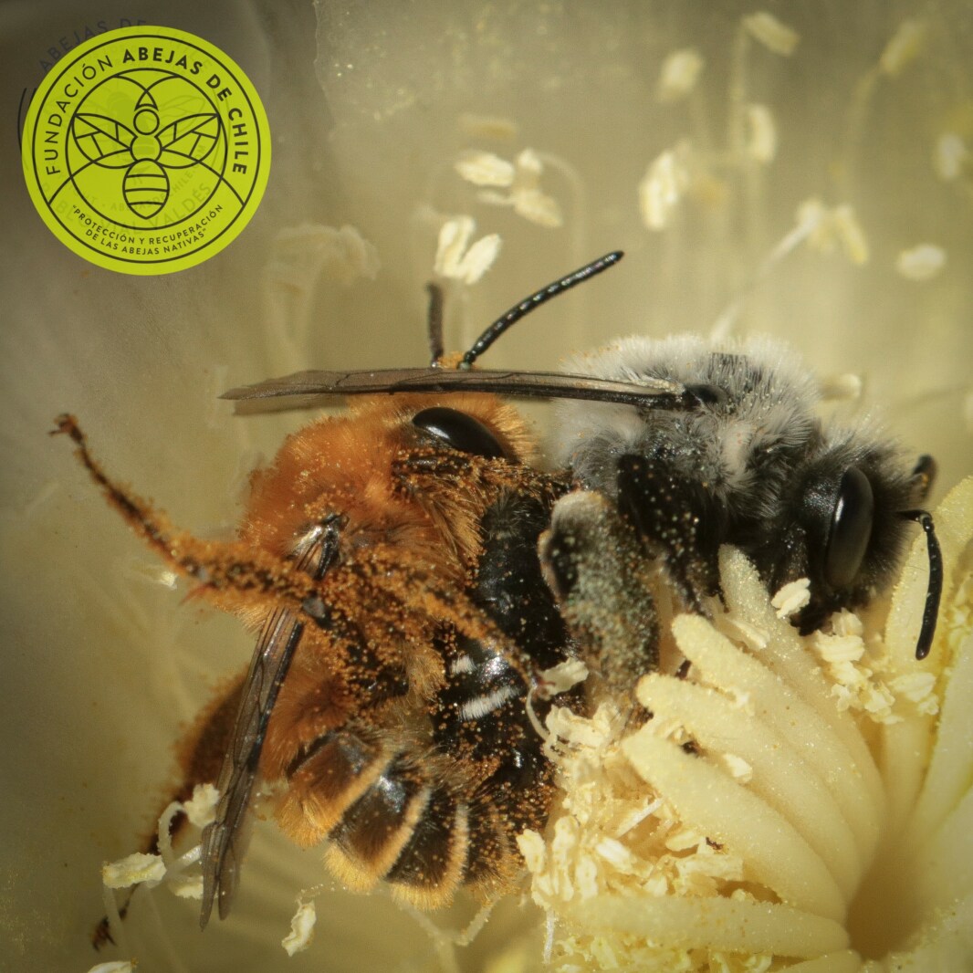 Abejas Nativas De Chile Abejas Nativas De Chile Abejas Nativas – NPZQ