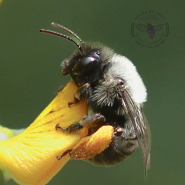 Alloscirtetica gayi, abeja nativa de Chile