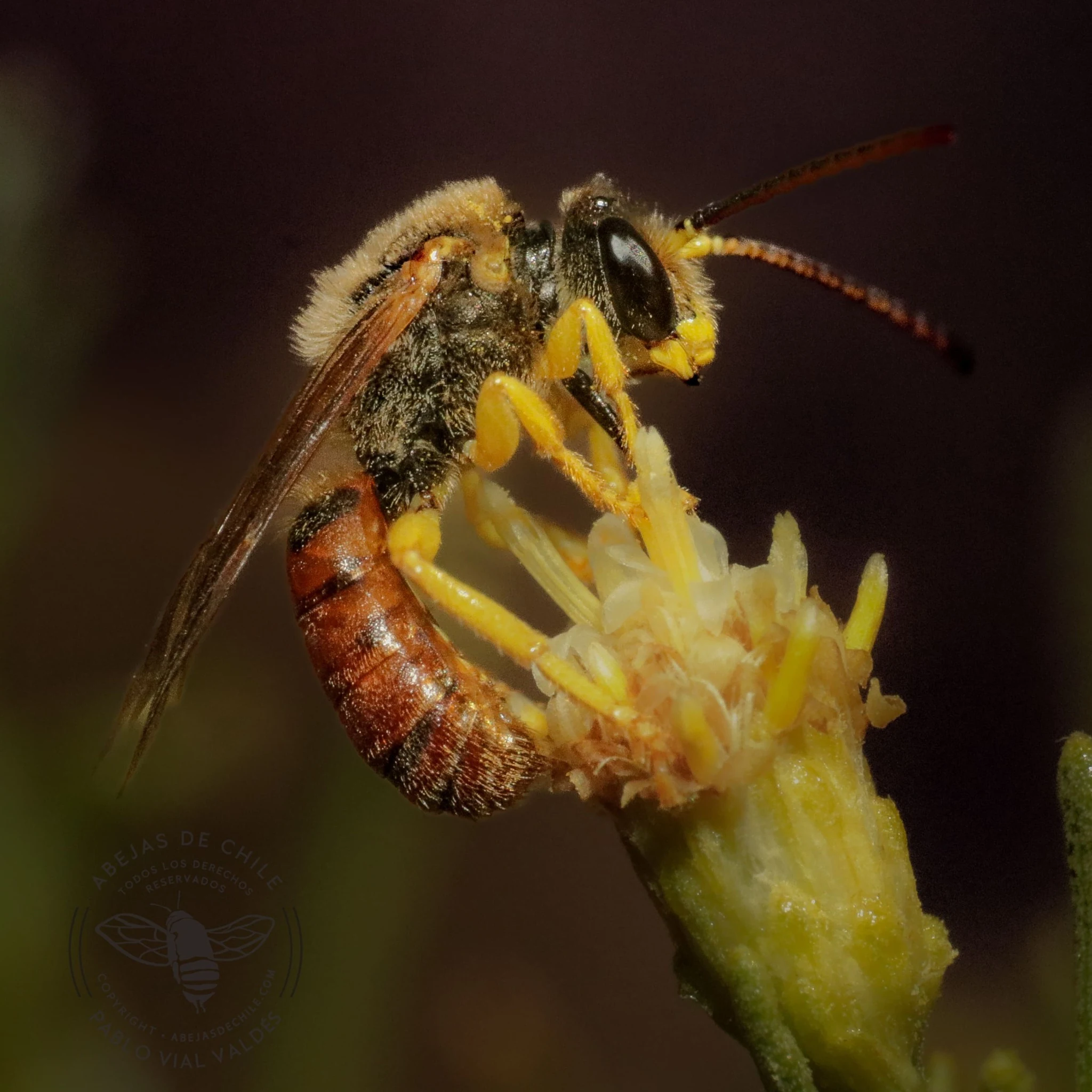 Ruizanthedella proxima