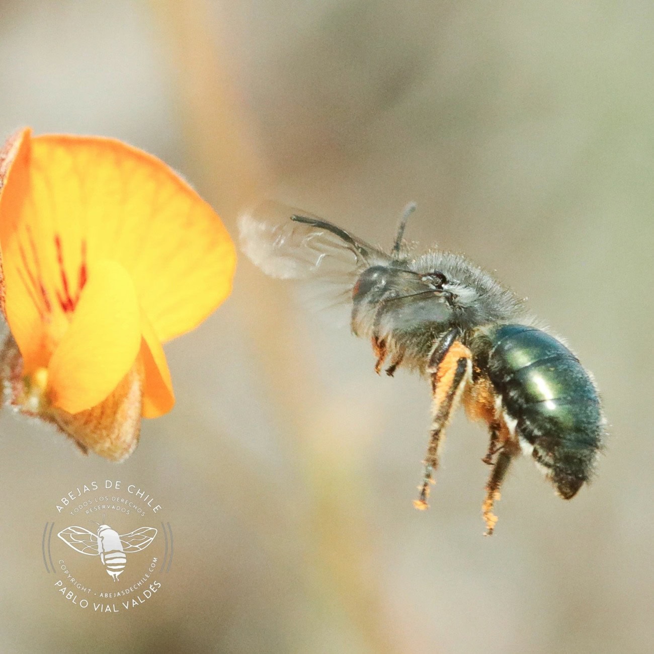 Abeja nativa de Chile · trabajo de campo