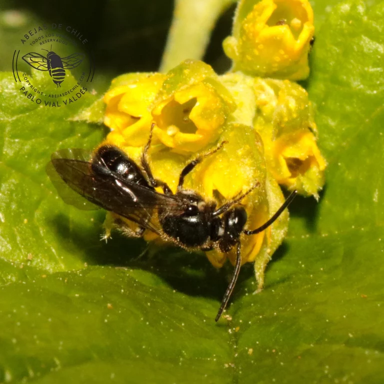 Chilicola herbsti