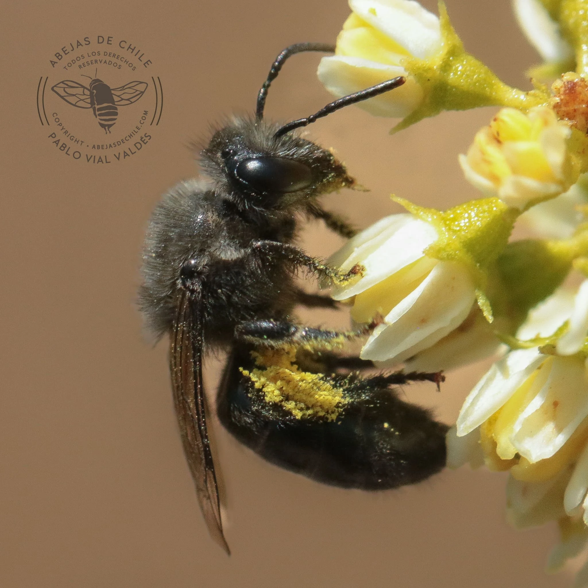 Colletes nigritulus