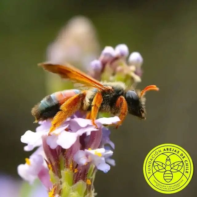Abejas nativas de Chile