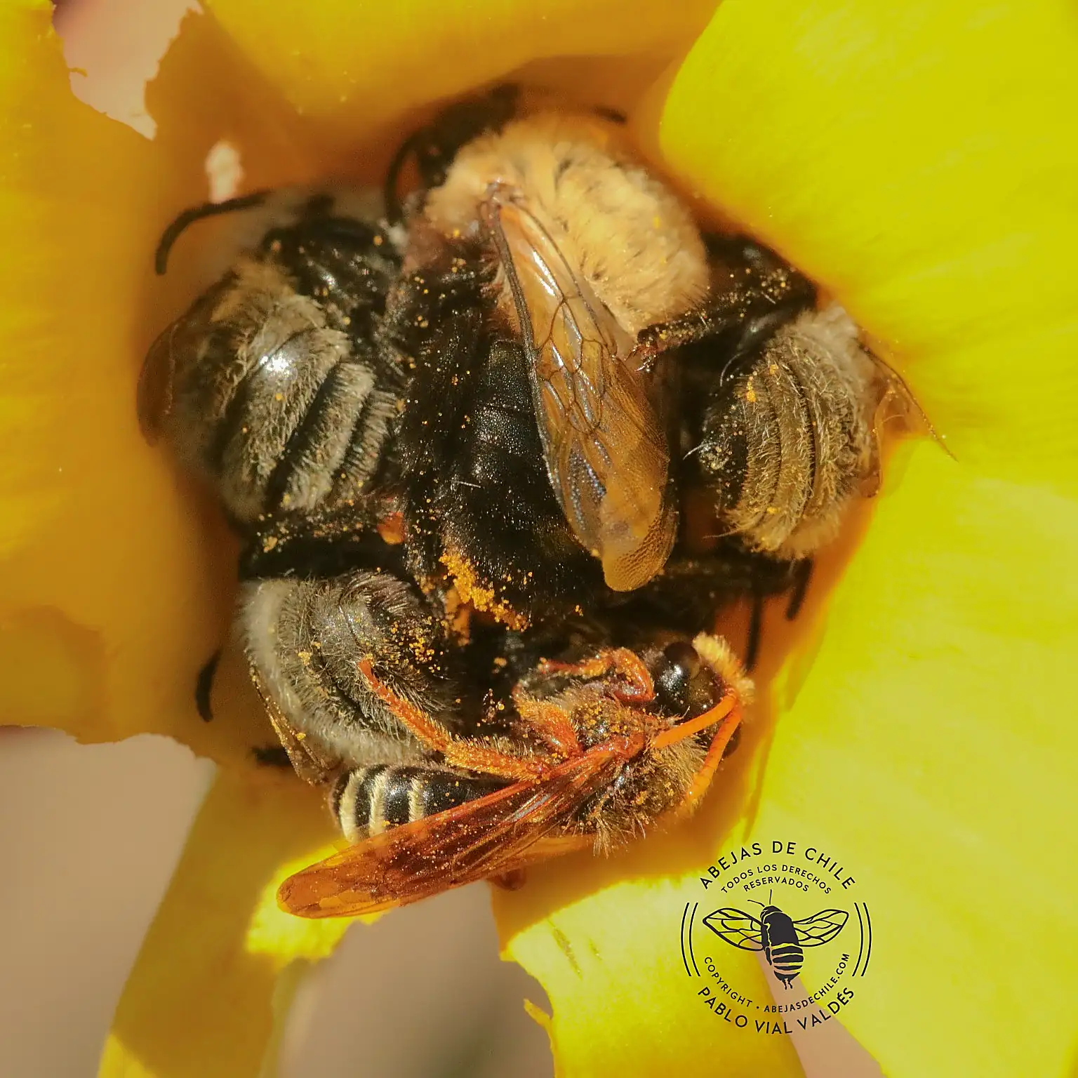 Xeromelissa sorotatis