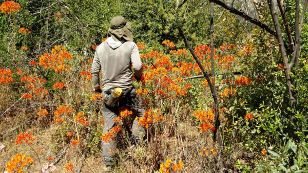 Documentación de abejas nativas en terreno