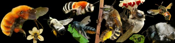 Cabecera Fundación Abejas de Chile