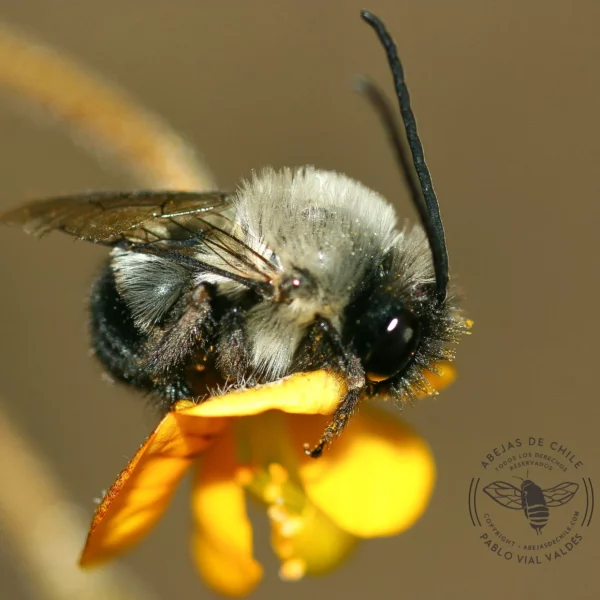 Alloscirtetica vagabunda, abeja nativa de Chile