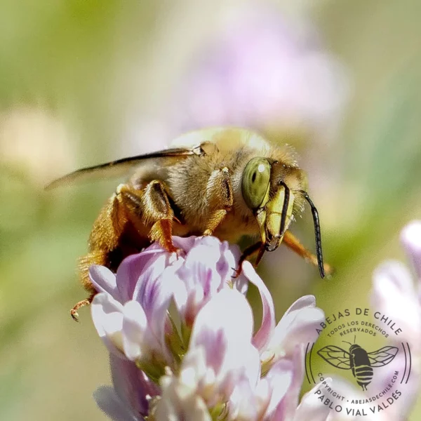 Centris buchholzi, abeja nativa de Chile
