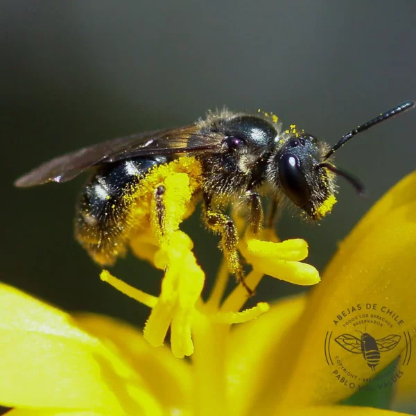 Corynura herbsti, abeja nativa de Chile registrada por Pablo Vial Valdés
