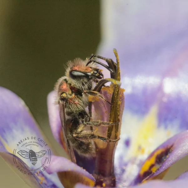 Caenohalictus sp., abeja nativa de Chile registrada por Pablo Vial Valdés