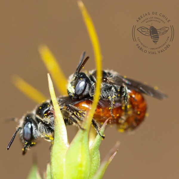 Anthrenoides sp., abeja nativa de Chile registrada por Pablo Vial Valdés