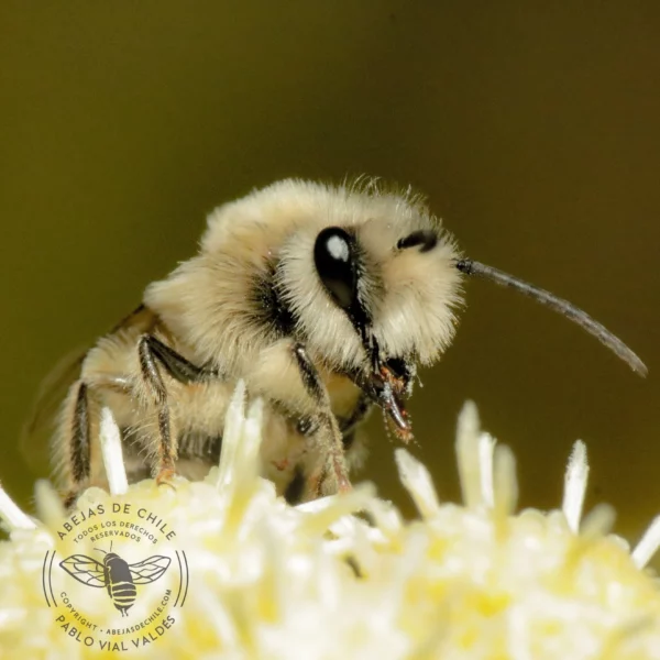 Colletes kuhlmanni, abeja nativa de Chile registrada por Pablo Vial Valdés