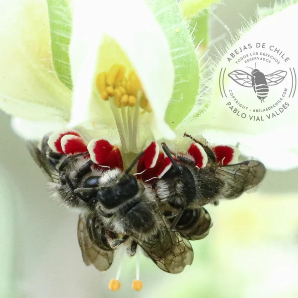 Leioproctus machos en loasa, abeja nativa de Chile