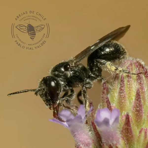 Manuelia gayatina, abeja nativa de Chile registrada por Pablo Vial Valdés