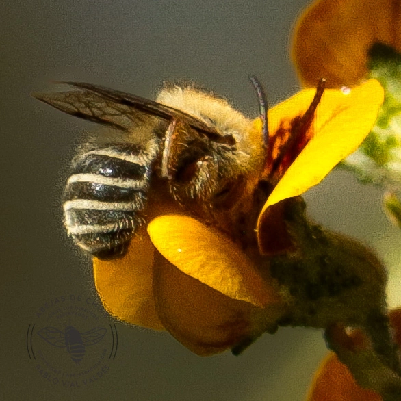 Xanthocotelles adesmiae, abeja nativa de Chile