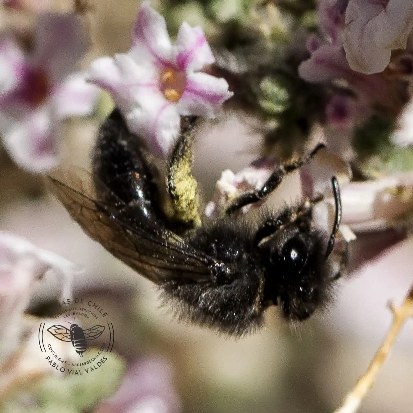 Colletes quelu, abeja nativa de Chile registrada por Pablo Vial Valdés