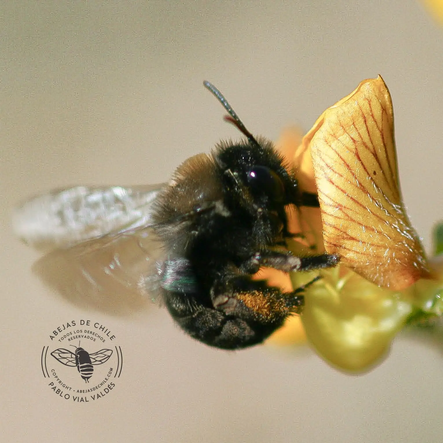 Alloscirtetica vagabunda hembra