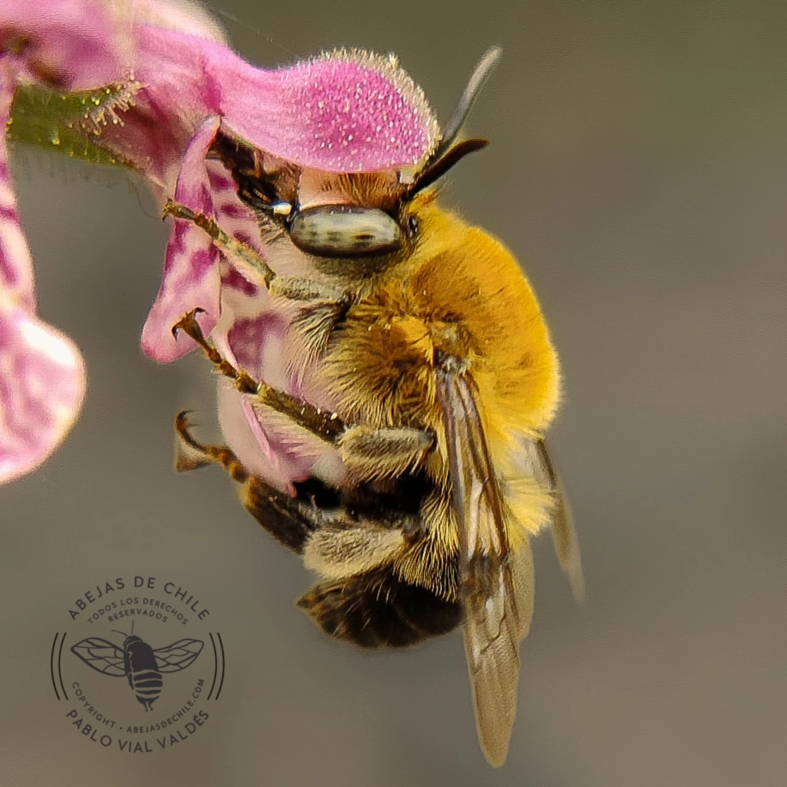 Anthophora incerta