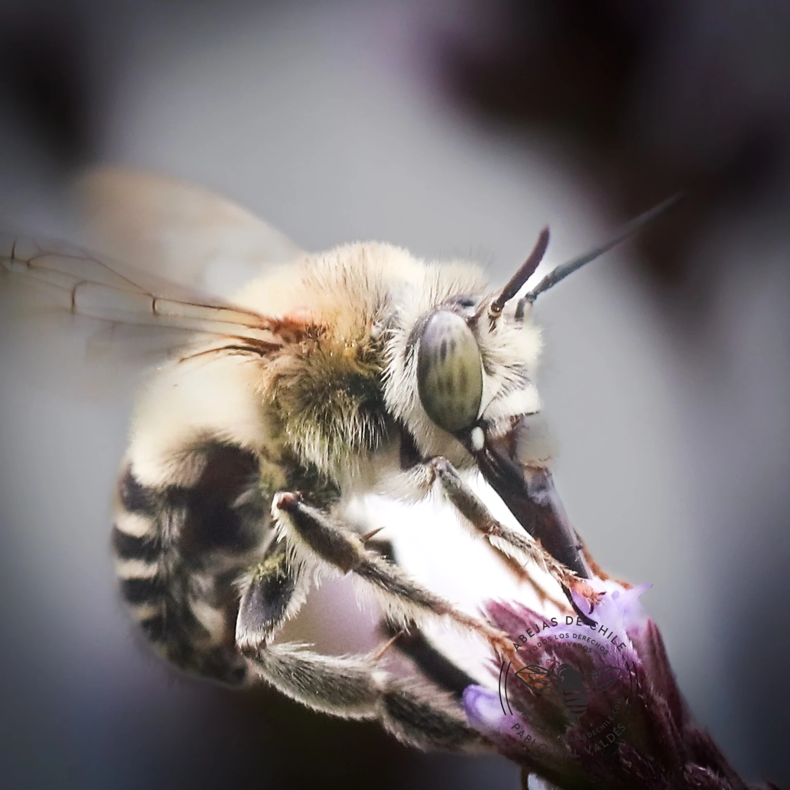 Anthophora paranensis