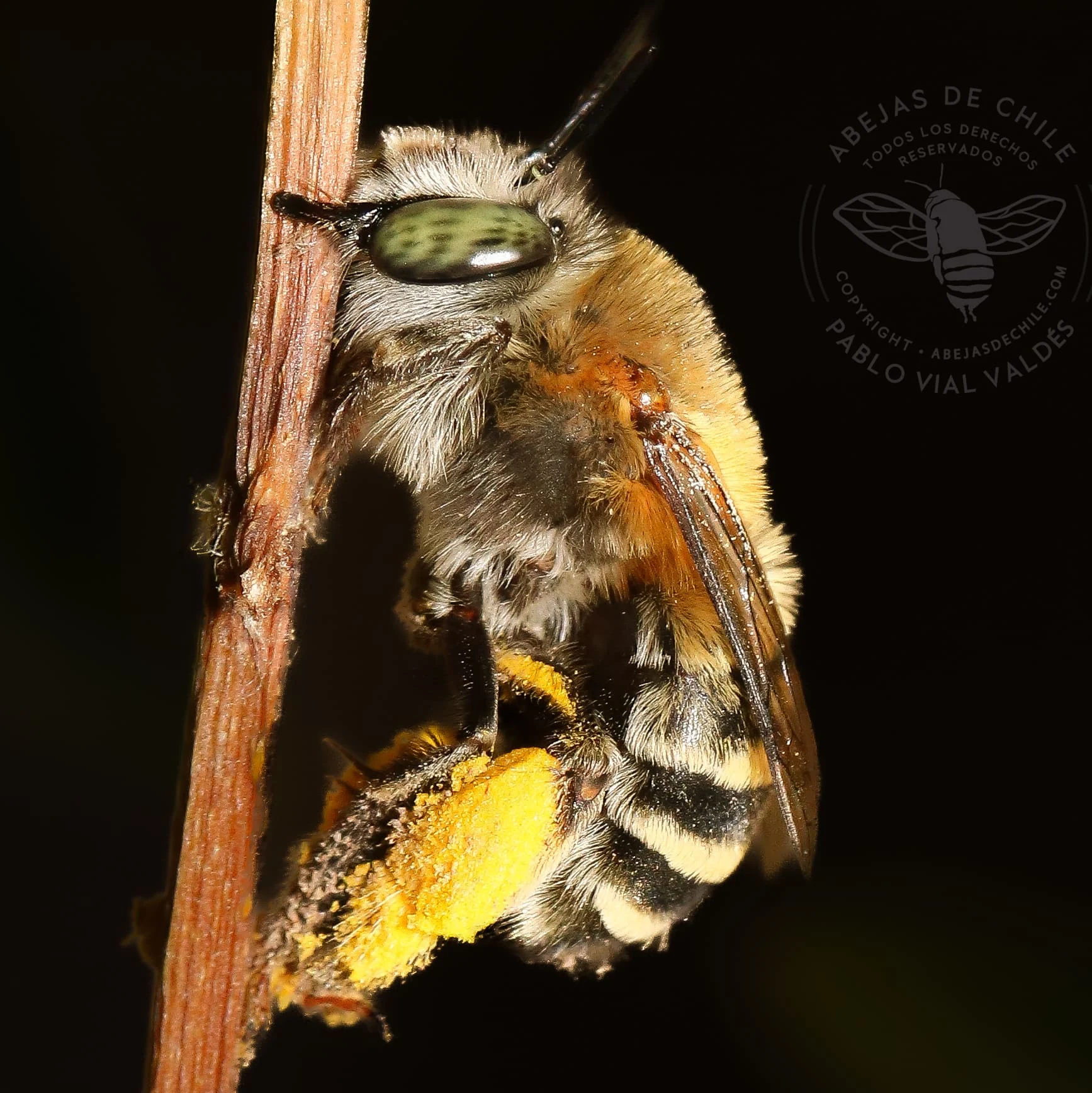 anthophora paranensis