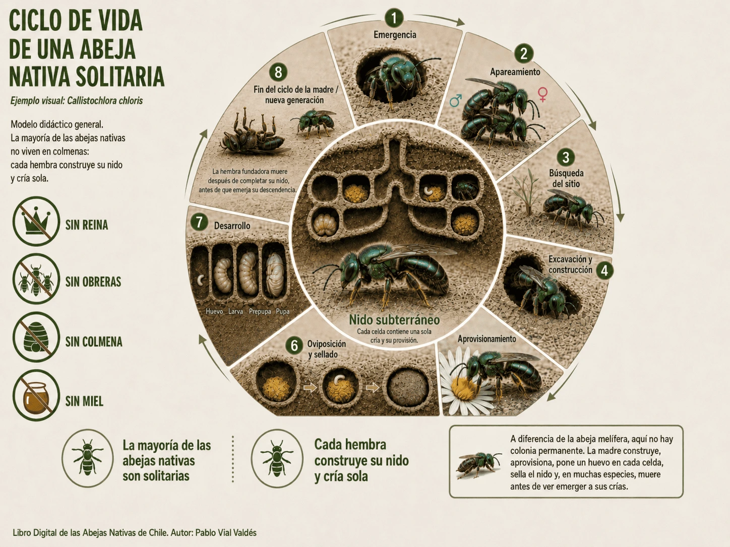 Infografía del ciclo de vida de las abejas solitarias, desde huevo, larva, prepupa, pupa y adulto