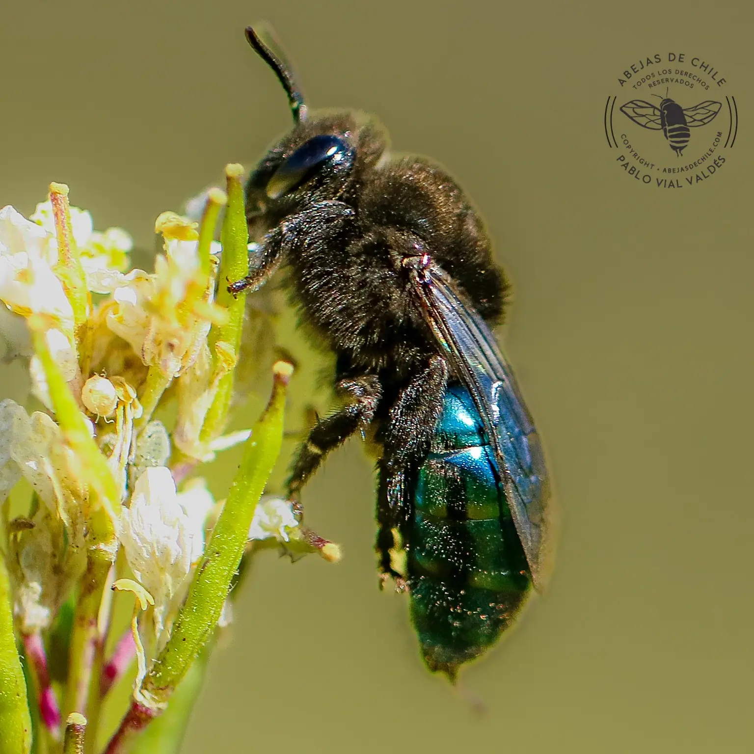 Colletes cyaniventris