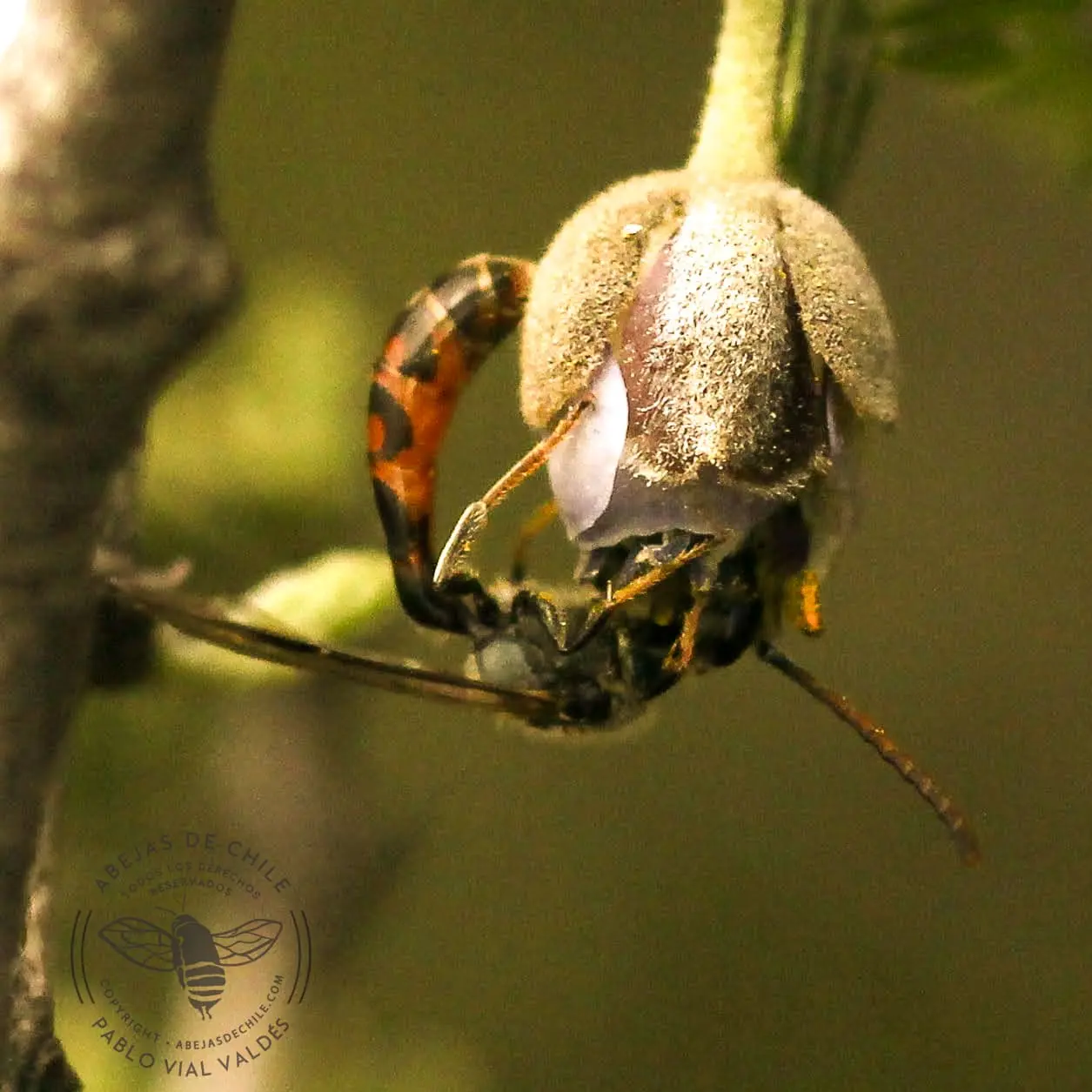 Macho de Corynura chilensis, abeja nativa de Chile de la familia Halictidae