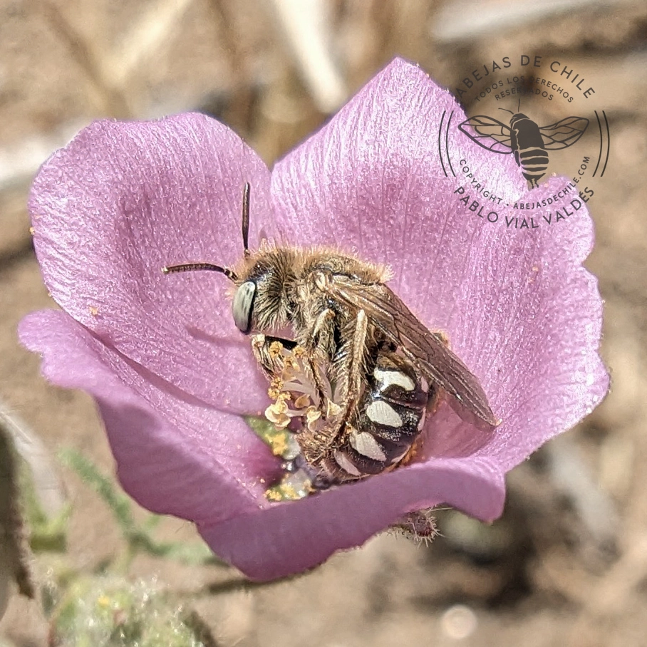 Spinoliella herbsti, abeja nativa de Chile registrada por Pablo Vial Valdés