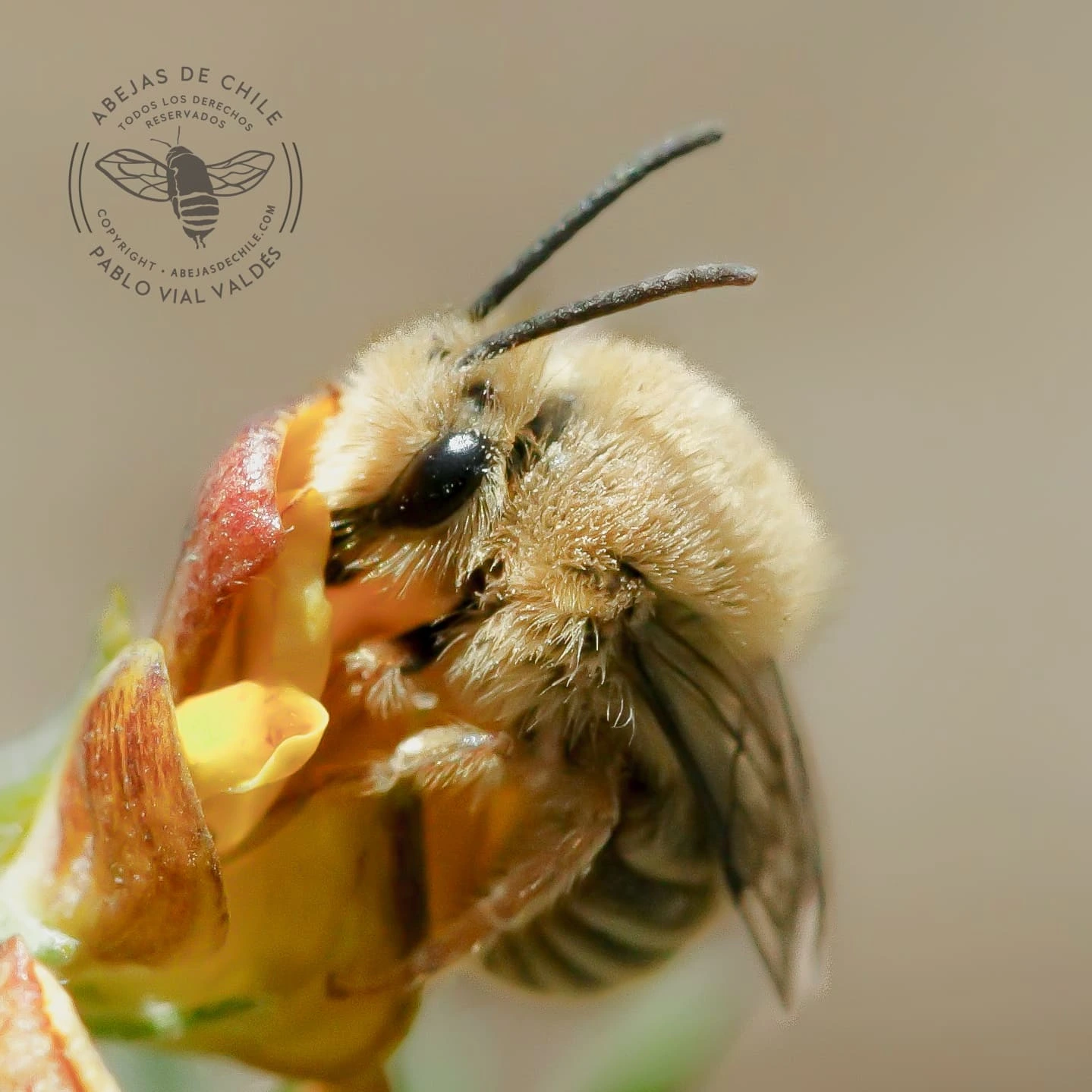 Caupolicana fulvicollis