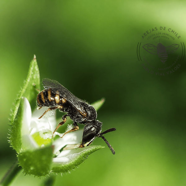 Xenochilicola diminuta, abeja nativa de Chile